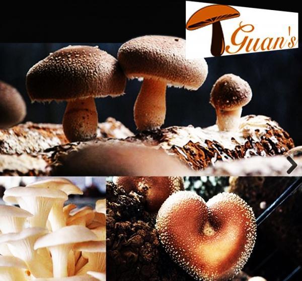 Guan&#039;s Mushroom